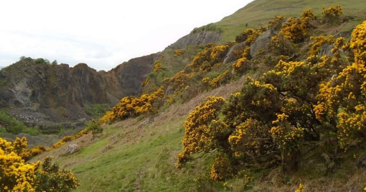 Tillicoultry Circular Via The Law Ben Cleuch Ben Ever And Wood Ramblers